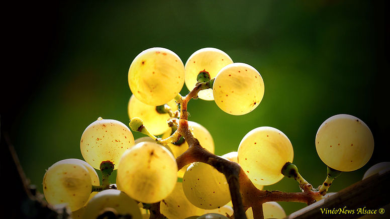 Le vignoble alsacien face aux changements climatiques et agronomiques