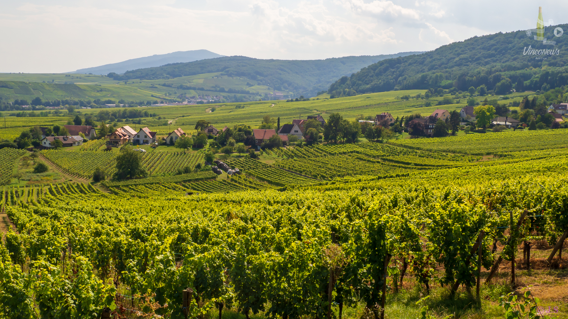 Météo radieuse pour les vins Bio d’Alsace