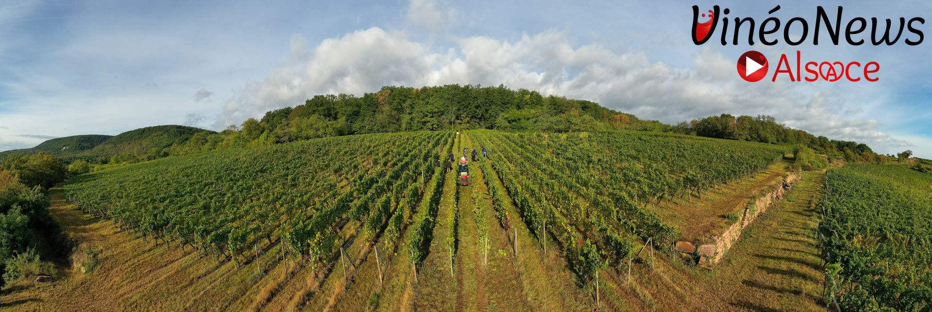 Vendanges 2023 au Domaine Maurice Schueller