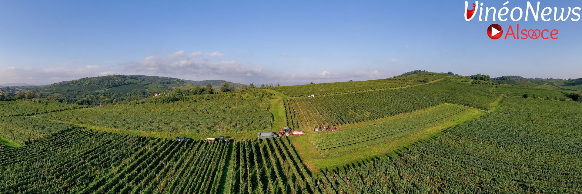 Vendanges 2024 au Domaine Siebert