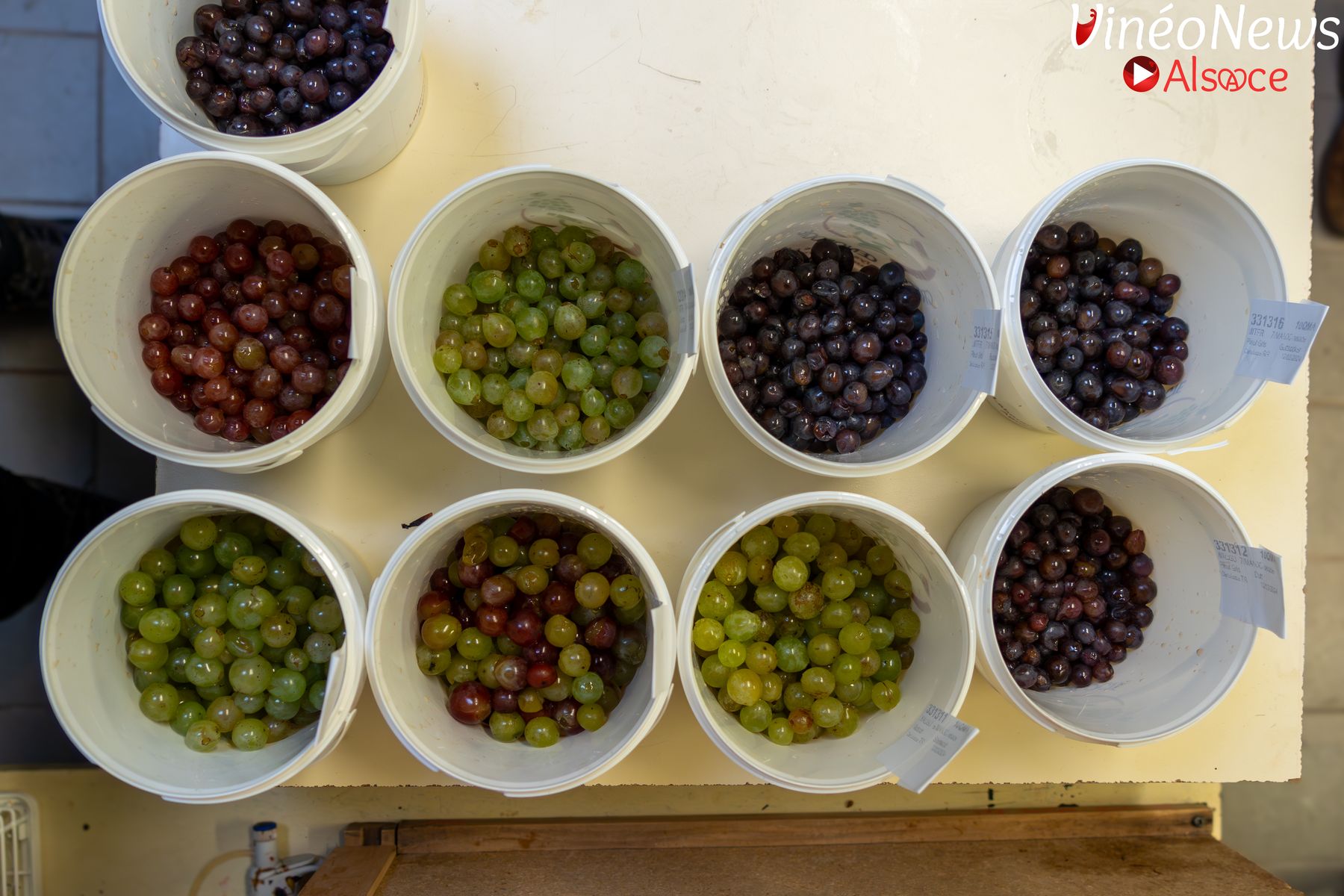 Analyse de la maturité,  la clé pour des vendanges réussies en 2024