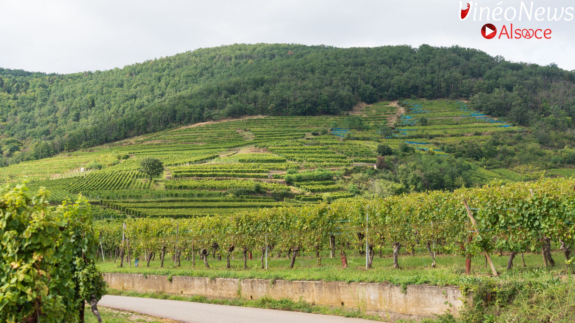 À la découverte du Domaine Kirrenbourg