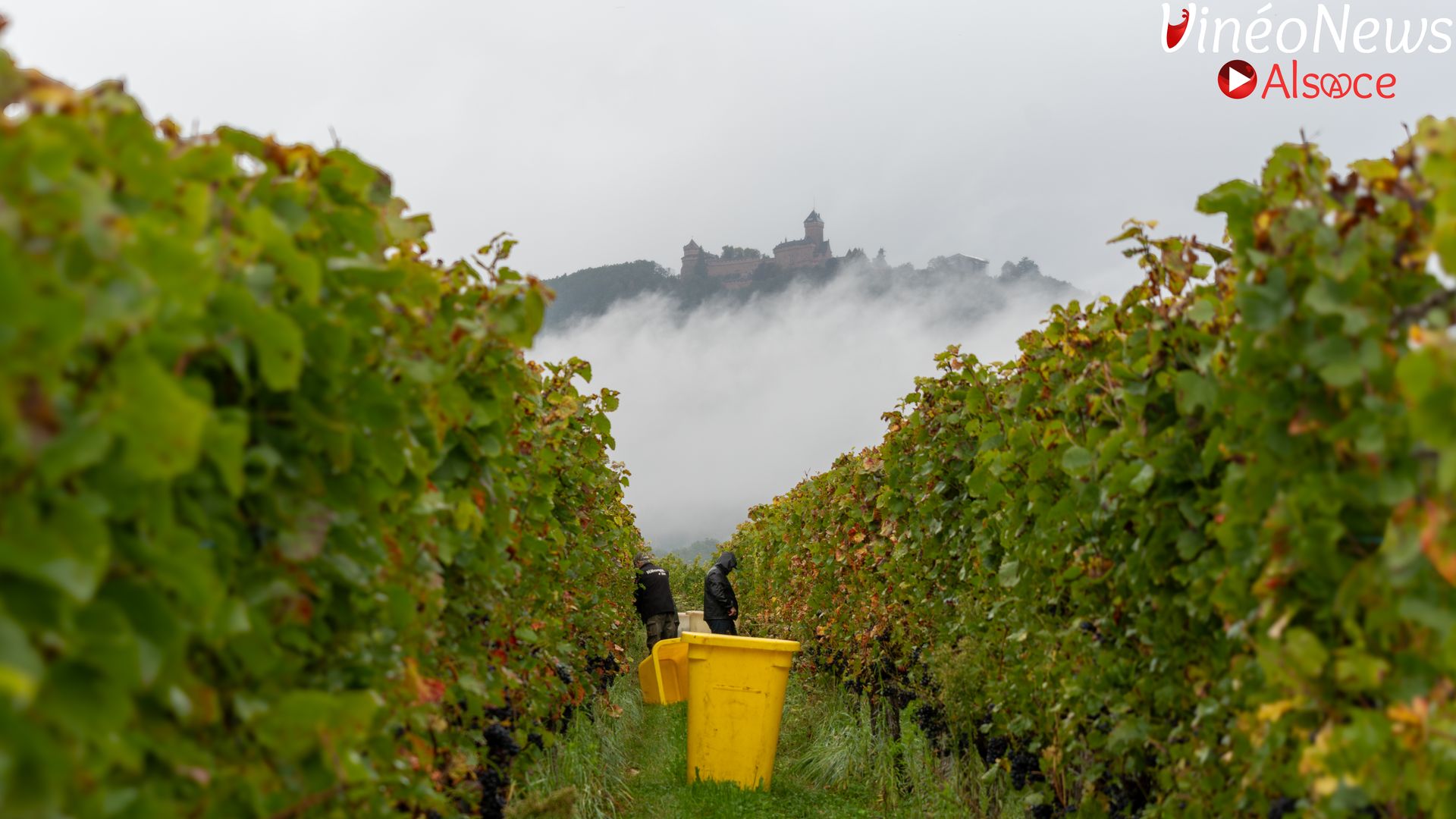 Carnet de vendanges 2024 au Domaine Bléger by Windmuehl