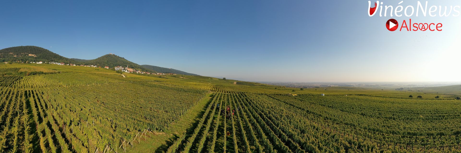 Carnet de vendanges 2024 au Domaine Émile Beyer