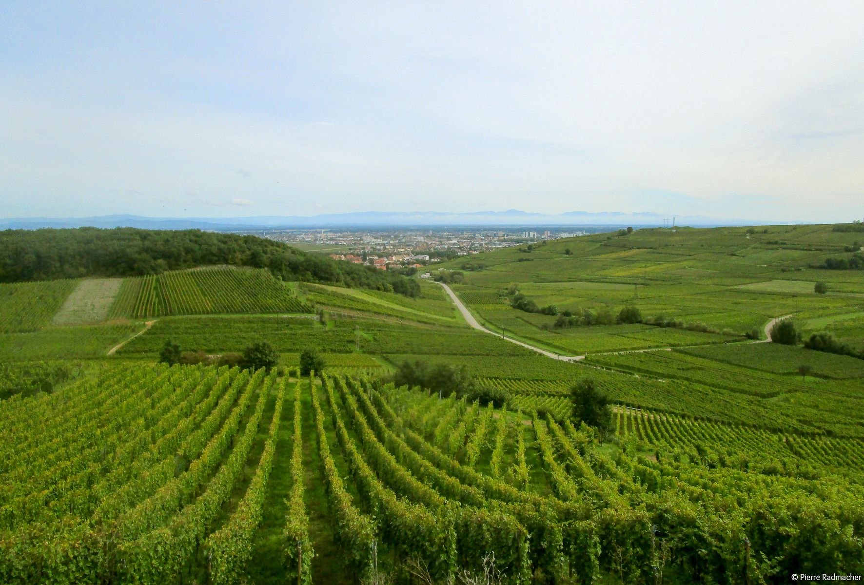 Vendanges 2024 au Domaine de l’Oriel